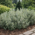 Vŕba plstnatá (Salix candida) ´ICEBERG ALLEY´® FIRST EDITION -výška 20-30 cm, kont. C2L